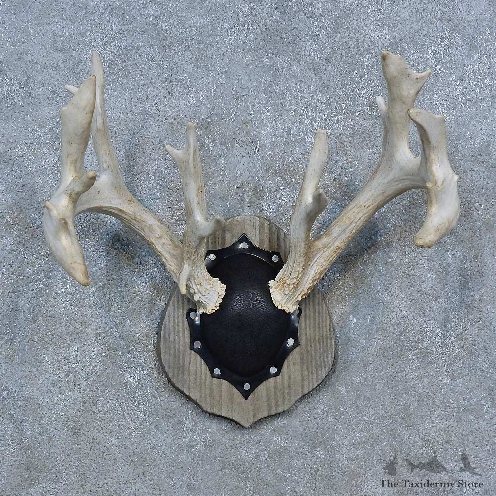 Whitetail Deer Antler Plaque Mount For Sale #15275 @ The Taxidermy Store