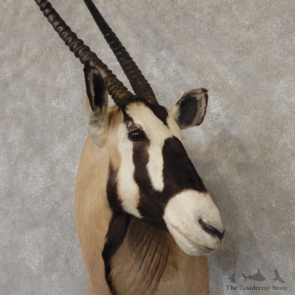 African Gemsbok Taxidermy Shoulder Mount For Sale #20186 @ The Taxidermy Store