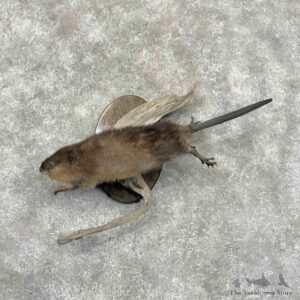 Muskrat Life-Size Mount For Sale #32192 @ The Taxidermy Store