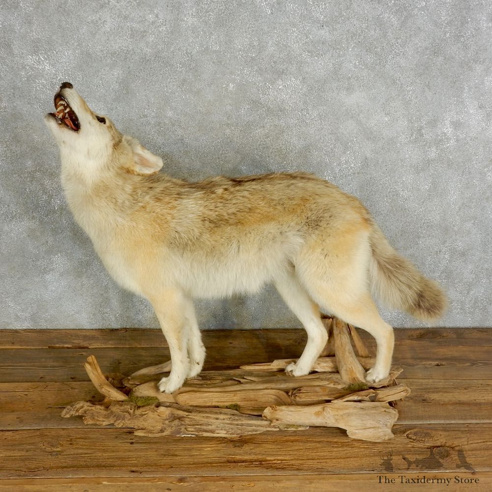 Coyote Howling Life Size Mount #17051 For Sale @ The Taxidermy Store