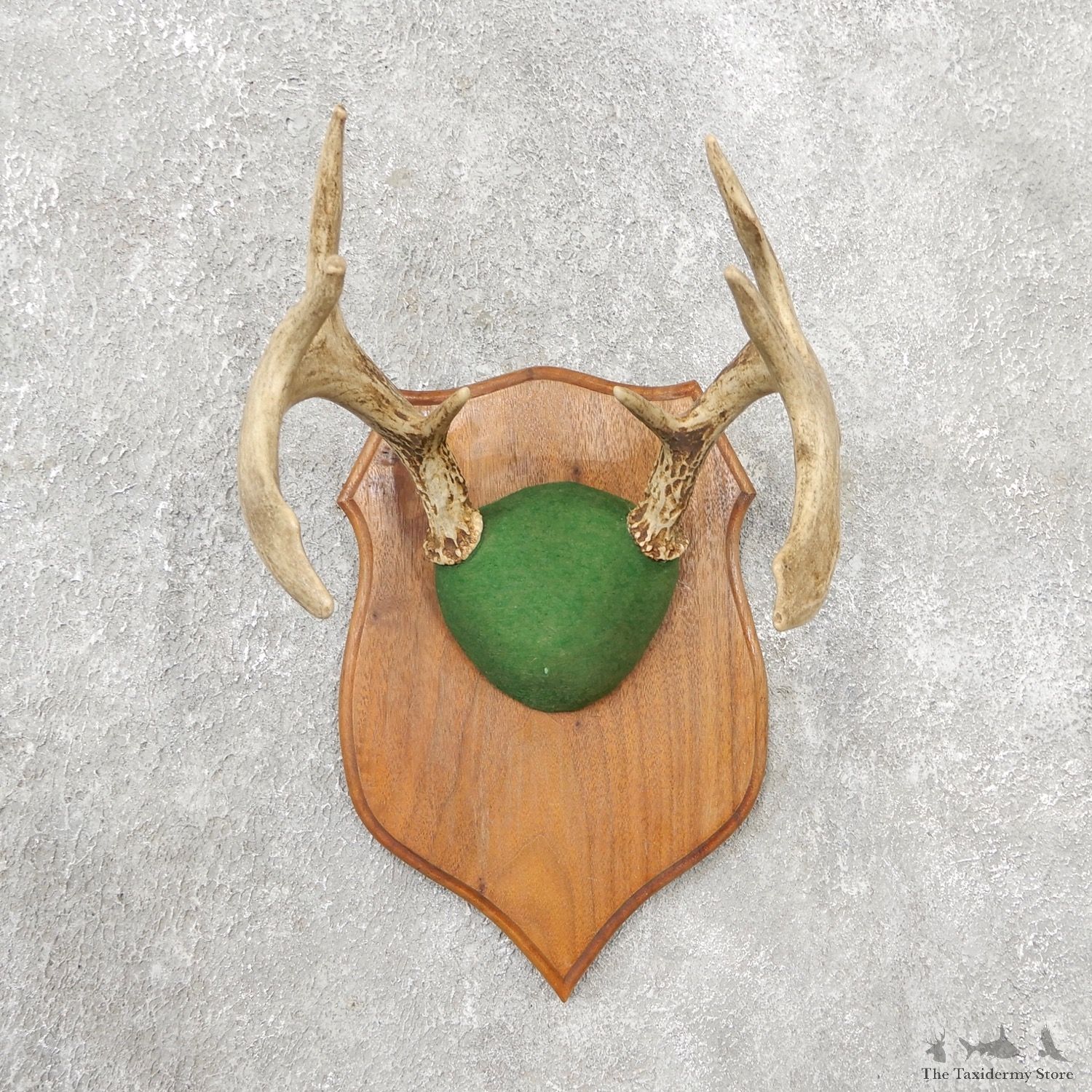 Whitetail Deer Antler Plaque Mount #19144 For Sale @ The Taxidermy Store