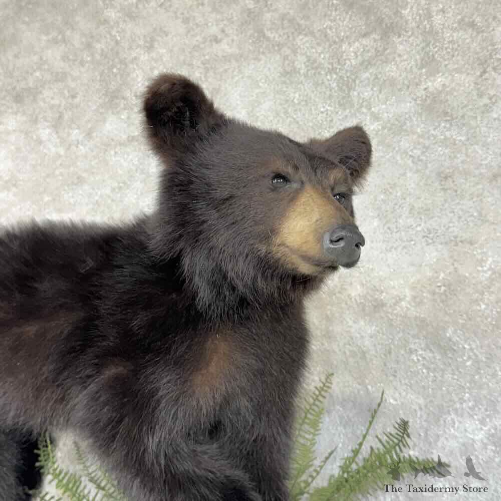 Black Bear Cub Life-Size Mount For Sale #31354 @ The Taxidermy Store
