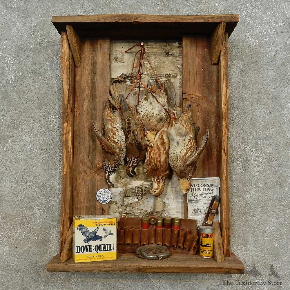 Hanging Bobwhite Quail Bird Mount For Sale #16677 @ The Taxidermy Store