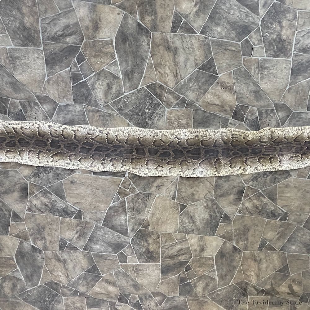 Rock Python Snake Mount For Sale #26290 @ The Taxidermy Store