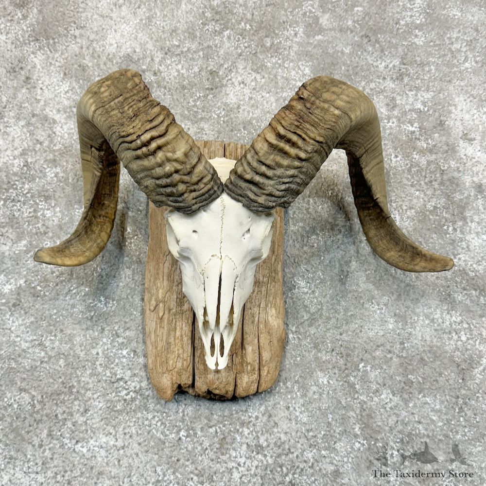 Corsican Ram Skull European Mount For Sale #29417 @ The Taxidermy Store