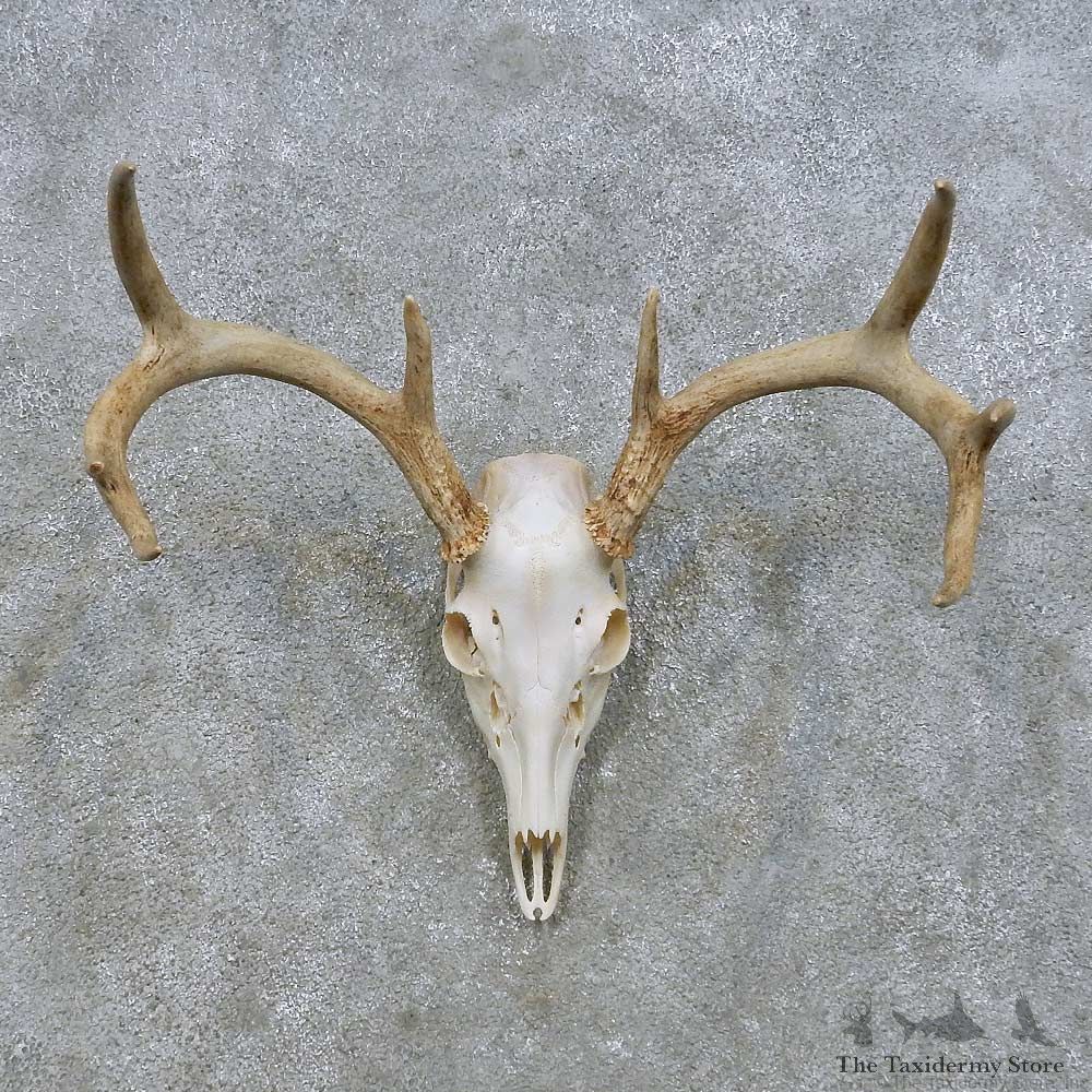 Whitetail Deer Skull European Mount For Sale #14635 @ The Taxidermy Store