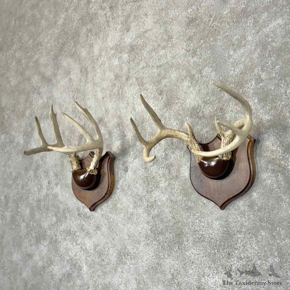 Whitetail Deer Antler Plaque Pair For Sale #30339 @ The Taxidermy Store