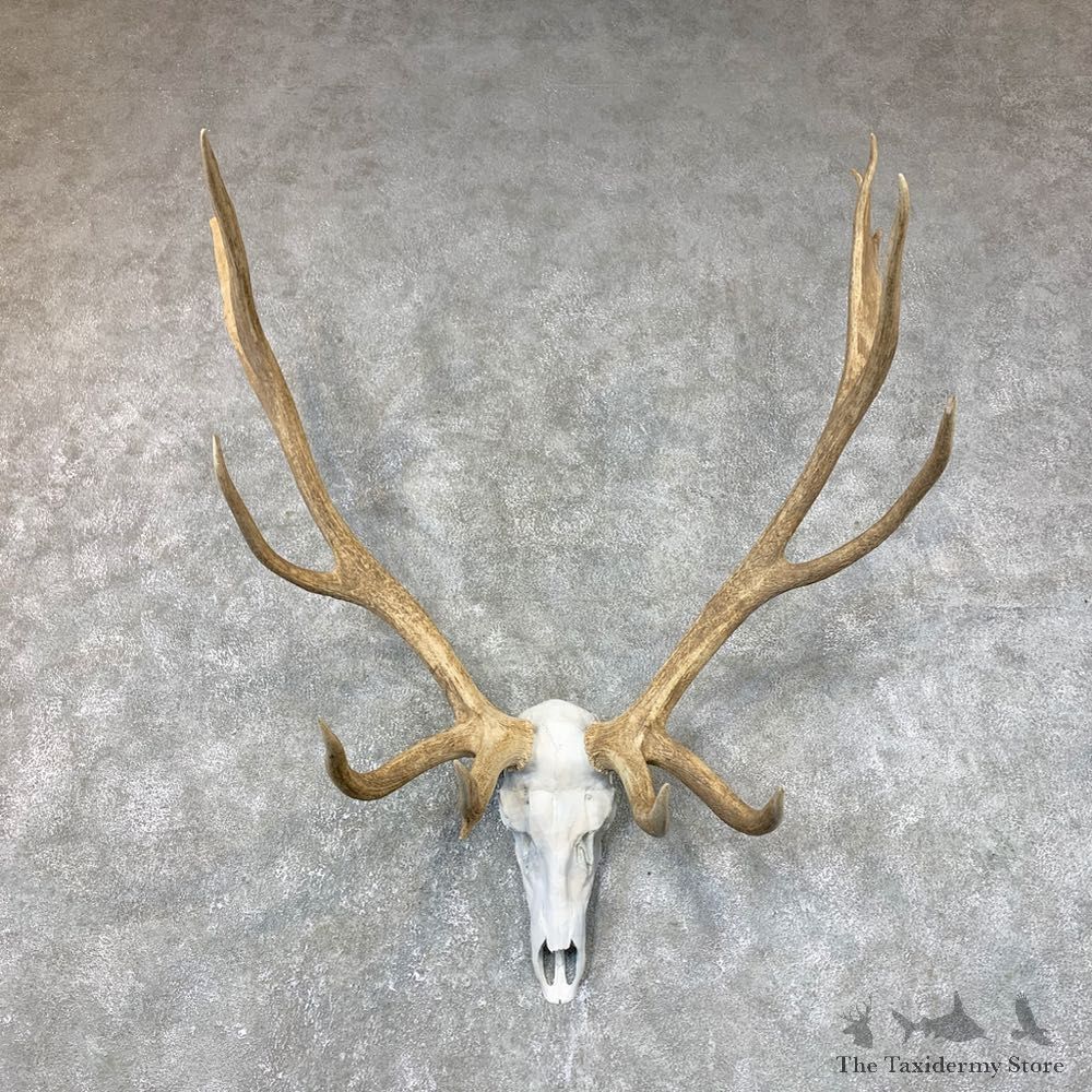 Rocky Mountain Elk Skull European Mount For Sale #23727 @ The Taxidermy Store