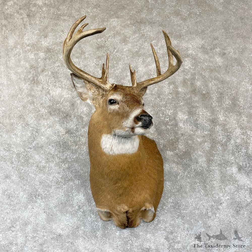 Whitetail Deer Shoulder Mount For Sale #28148 - The Taxidermy Store