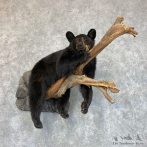 Chocolate Black Bear Cub Mount For Sale #22424 @ The Taxidermy Store