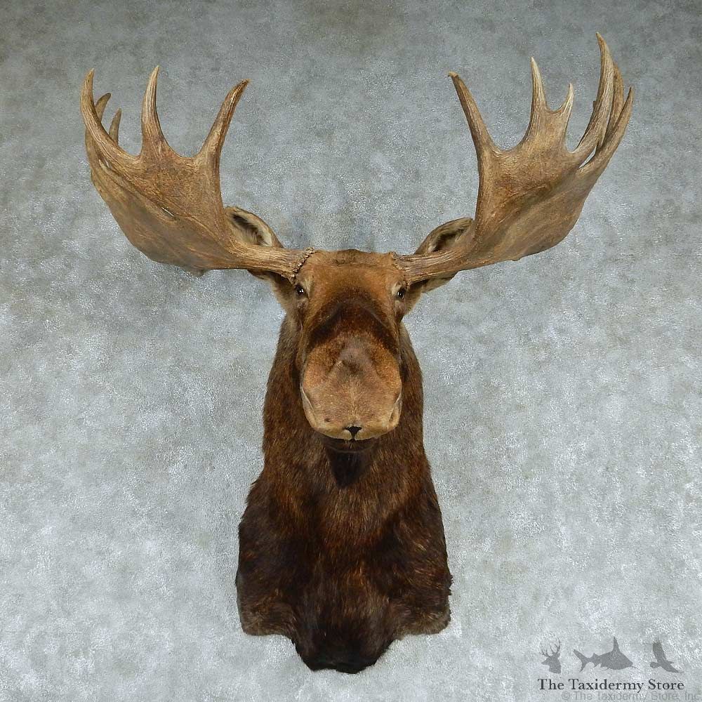 Moose Shoulder Mount #13756 For Sale @ The Taxidermy Store