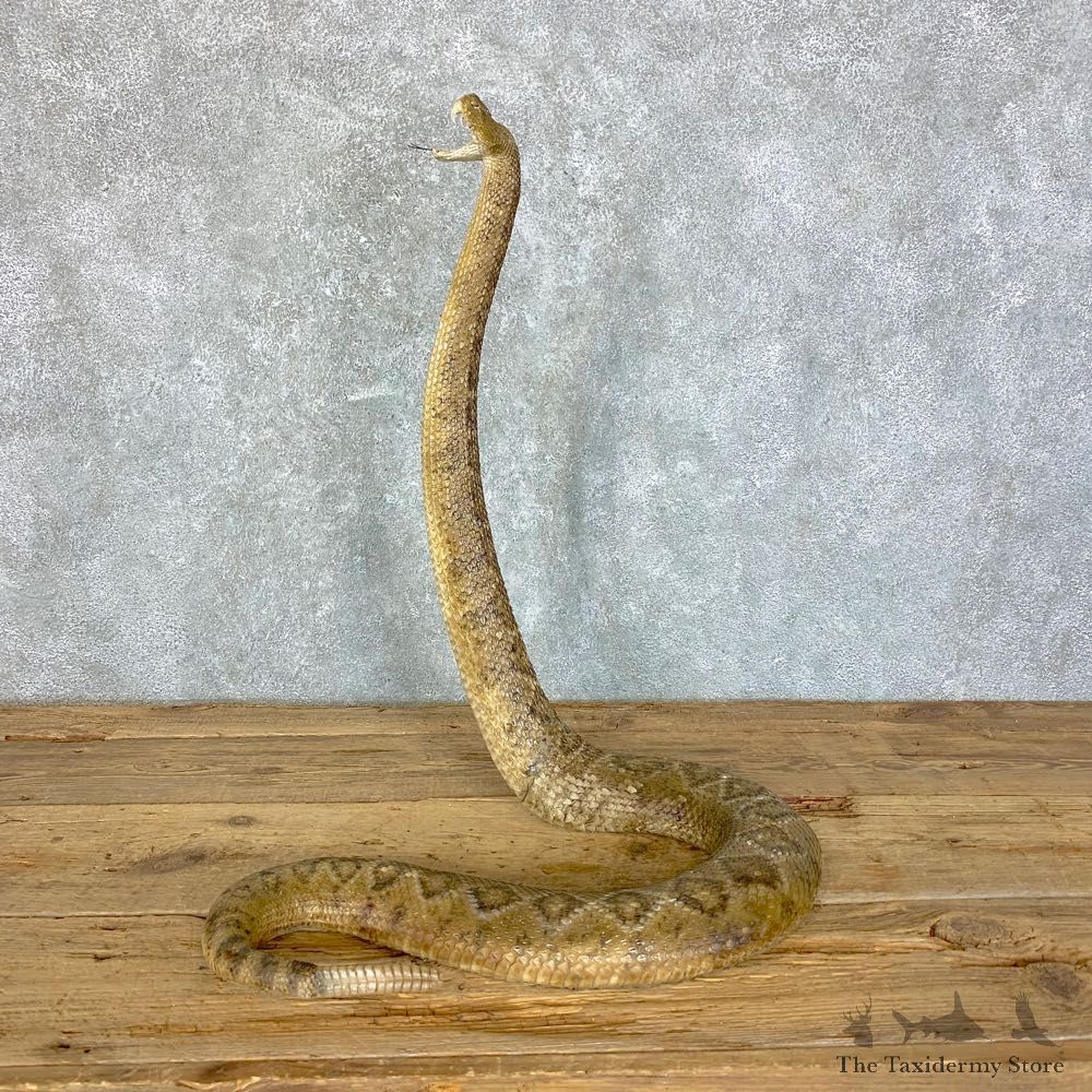 Western Diamondback Rattlesnake Mount For Sale #23627 @ The Taxidermy Store