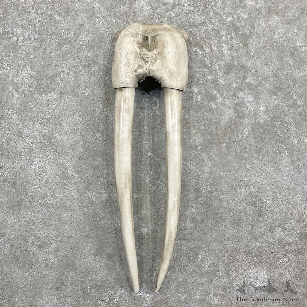 Walrus Replica Skull European Mount For Sale #27301 @ The Taxidermy Store