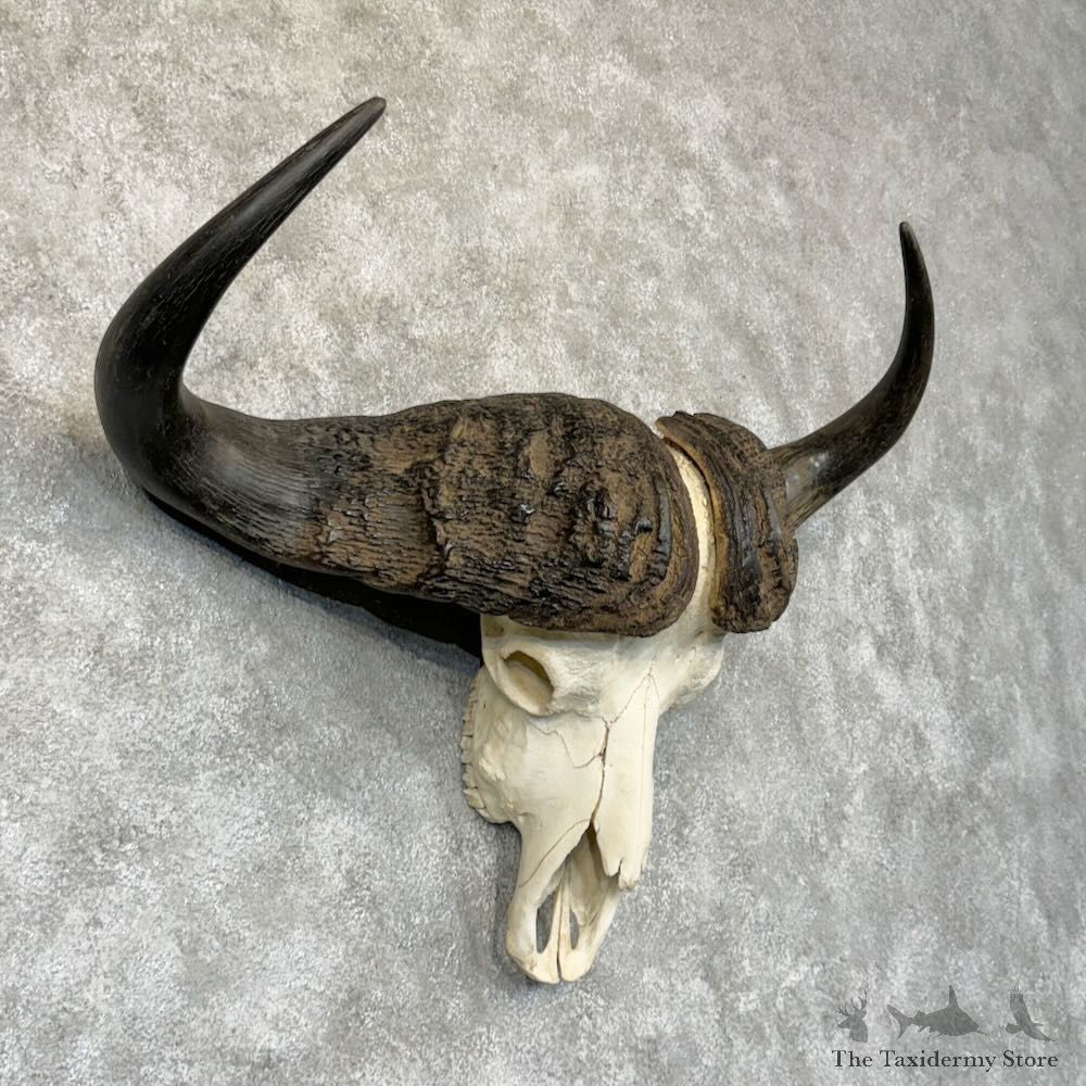 Cape Buffalo Skull European Mount For Sale #28768 @ The Taxidermy Store