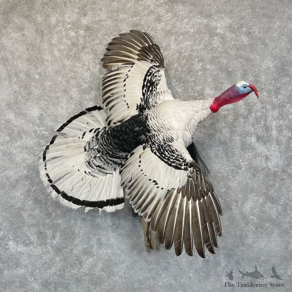 Royal Palm Turkey Bird Mount For Sale #28531 @ The Taxidermy Store