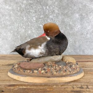 Red-Crested Poached Taxidermy Duck Mount For Sale #26203 @The Taxidermy Store