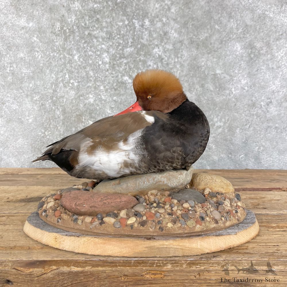 Red-Crested Poached Taxidermy Duck Mount For Sale #26203 @The Taxidermy Store