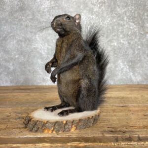 Black Squirrel Life-Size Mount For Sale #24351 @ The Taxidermy Store