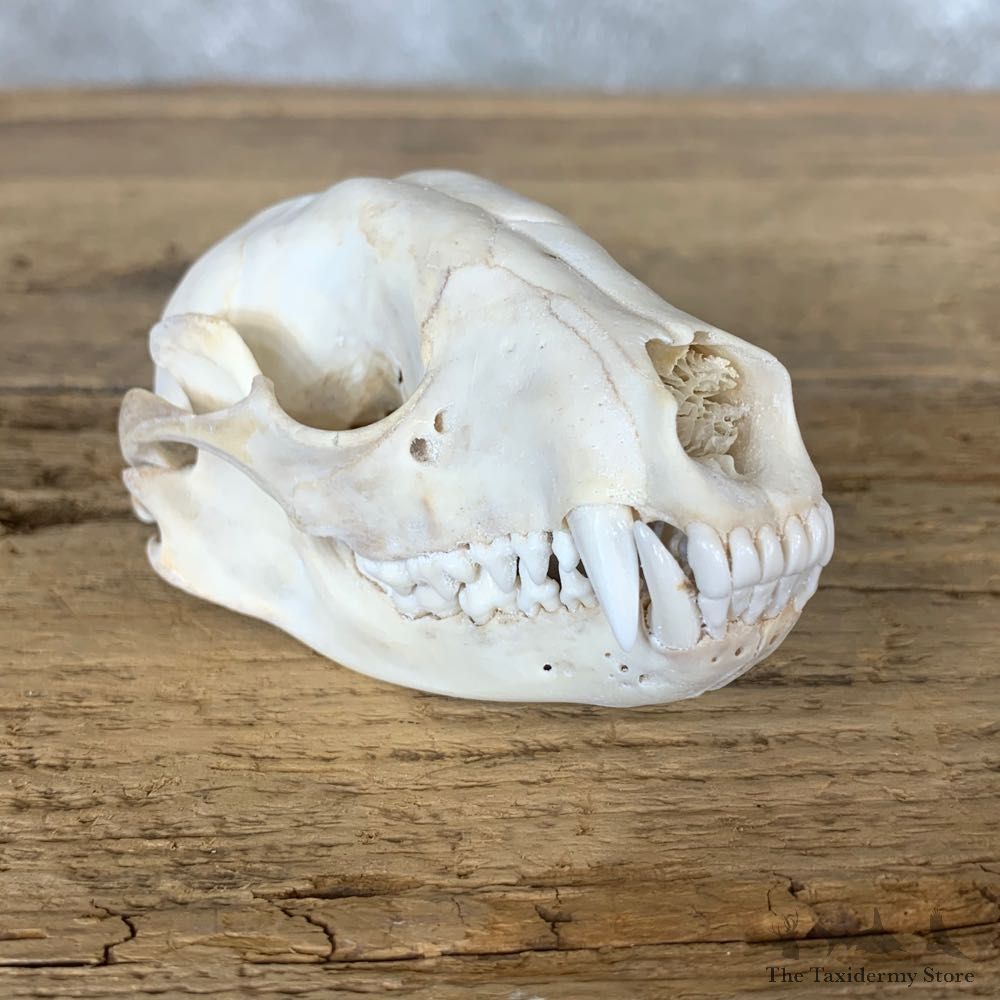 Raccoon Taxidermy Full Skull Mount #22257 For Sale @ The Taxidermy Store