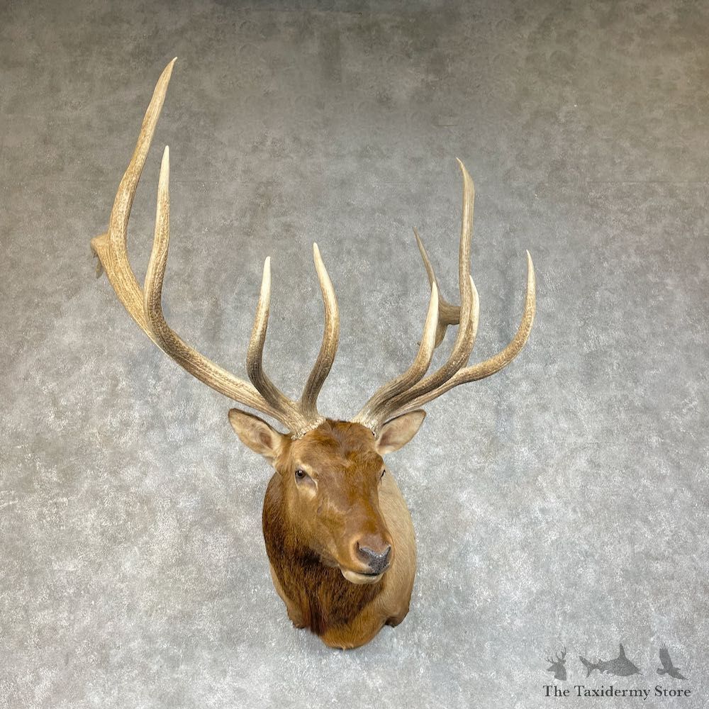 Rocky Mountain Elk Shoulder Mount For Sale #25339@ The Taxidermy Store
