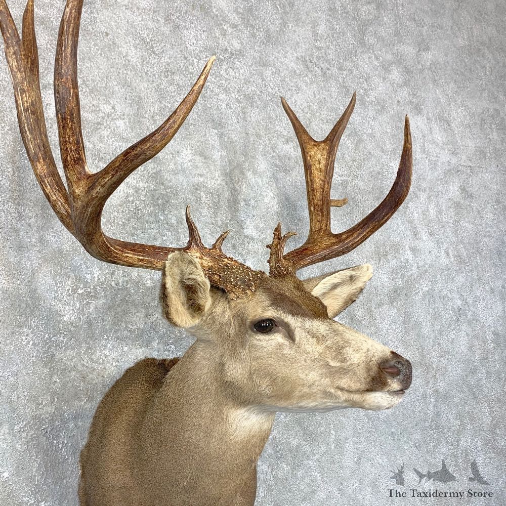 Sonora Desert Mule Deer Shoulder Mount For Sale #23800 @ The Taxidermy Store
