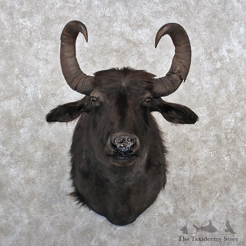 South American Water Buffalo Shoulder Taxidermy Mount For Sale