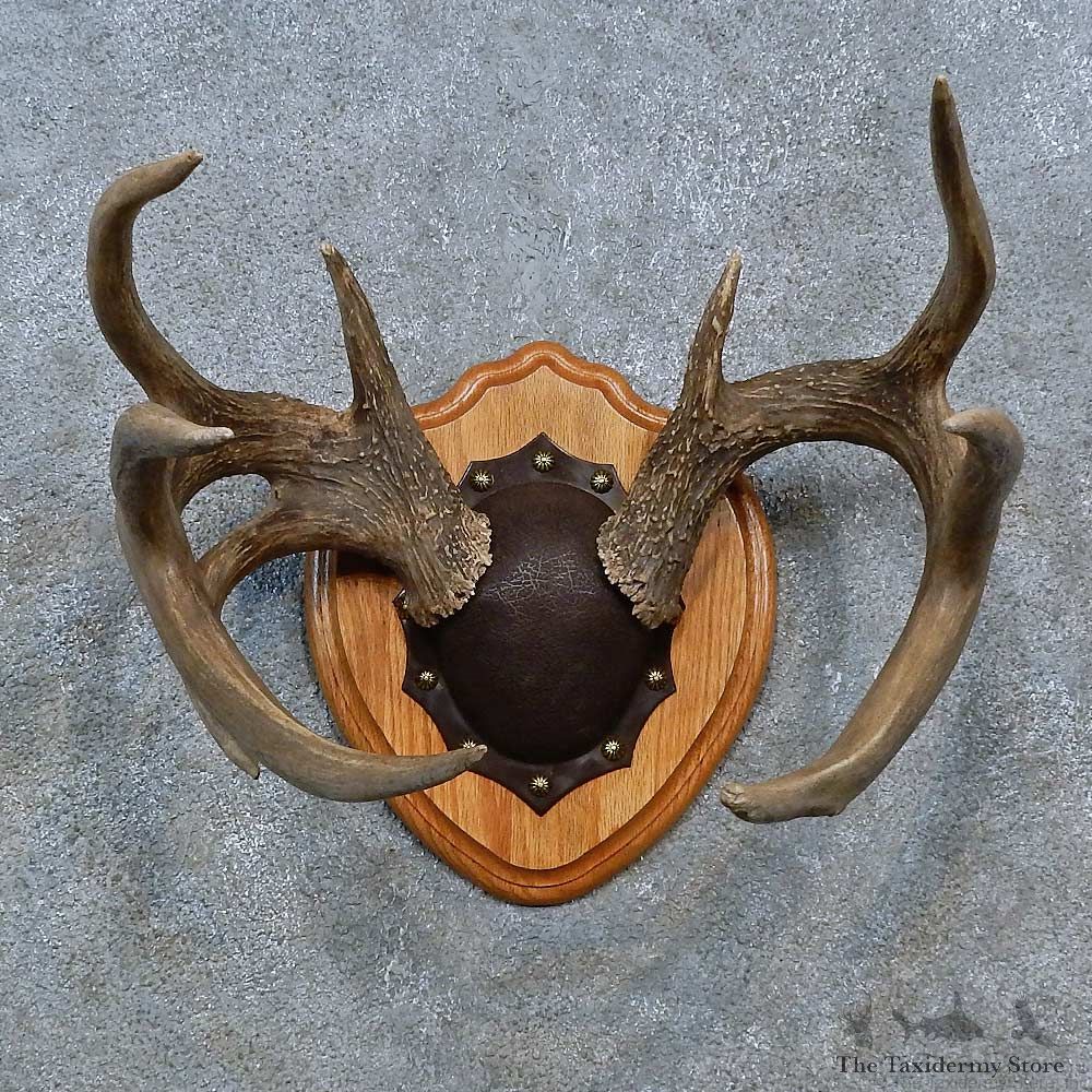 Whitetail Deer Antler Plaque Mount For Sale #15345 @ The Taxidermy Store