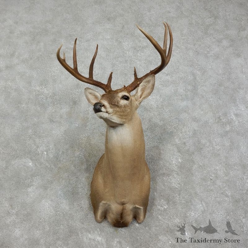 Whitetail Deer Shoulder Mount #17519 For Sale - The Taxidermy Store