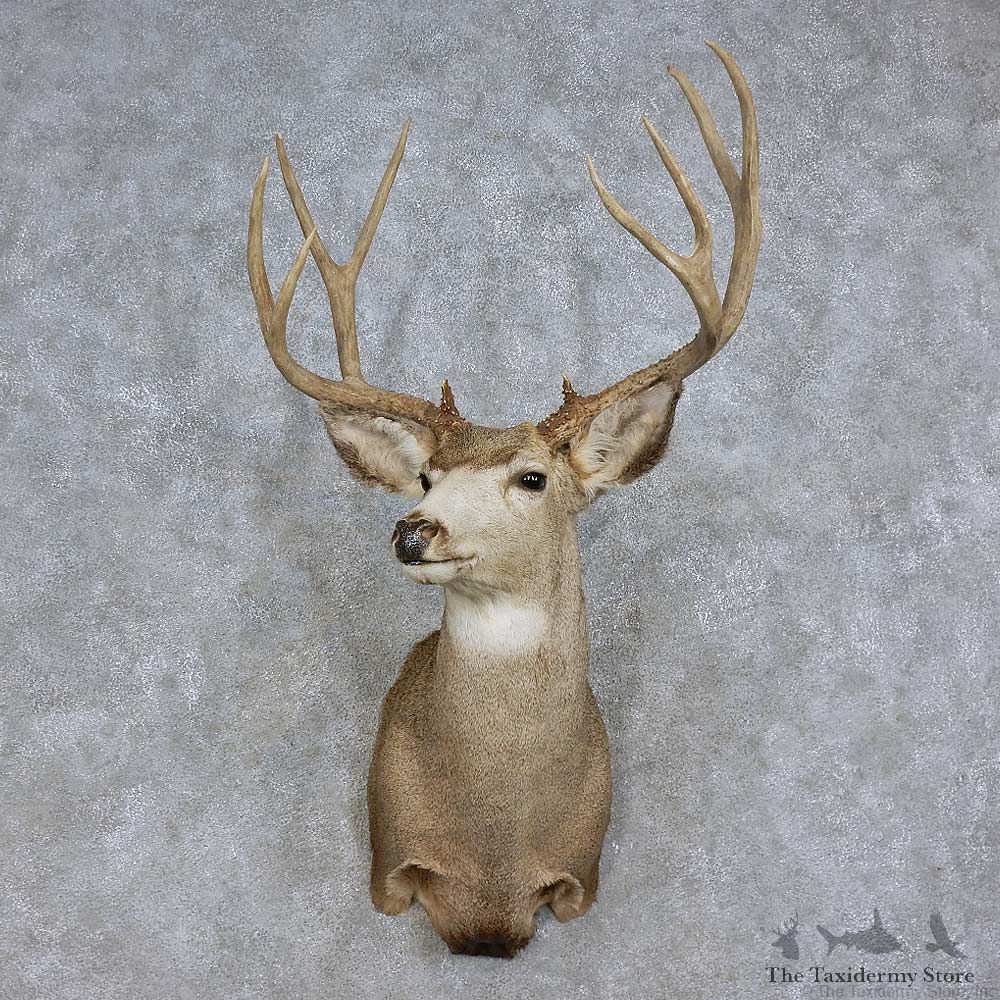 Mule Deer Shoulder Mount For Sale #15709 @ The Taxidermy Store