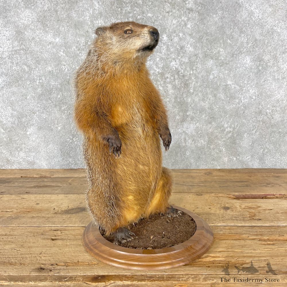 Woodchuck Life-Size Mount For Sale #26791 @ The Taxidermy Store