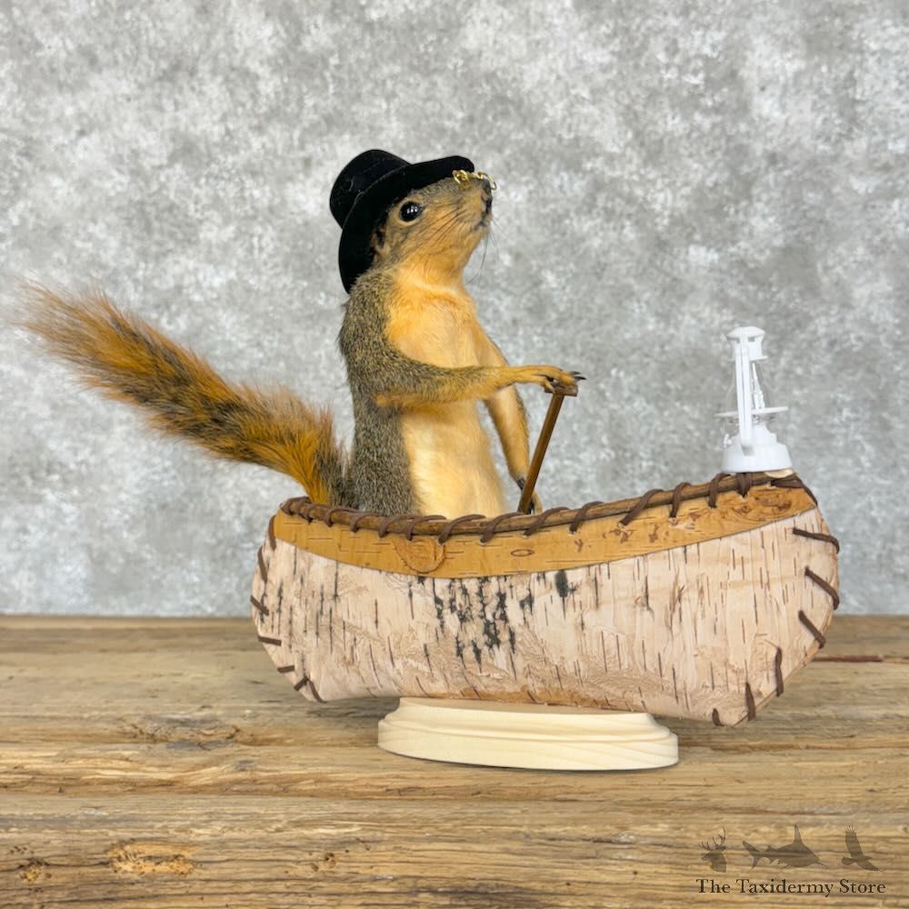 Canoe Fox Squirrel Novelty Mount For Sale #29080 @ The Taxidermy Store