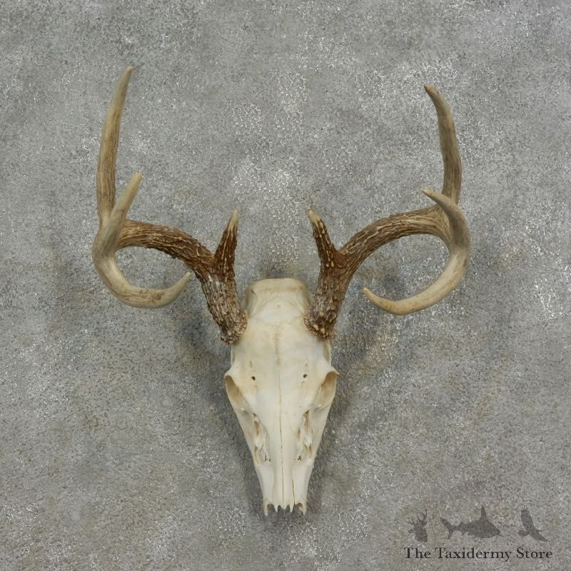 Whitetail Deer Skull European Mount For Sale #17082 @ The Taxidermy Store