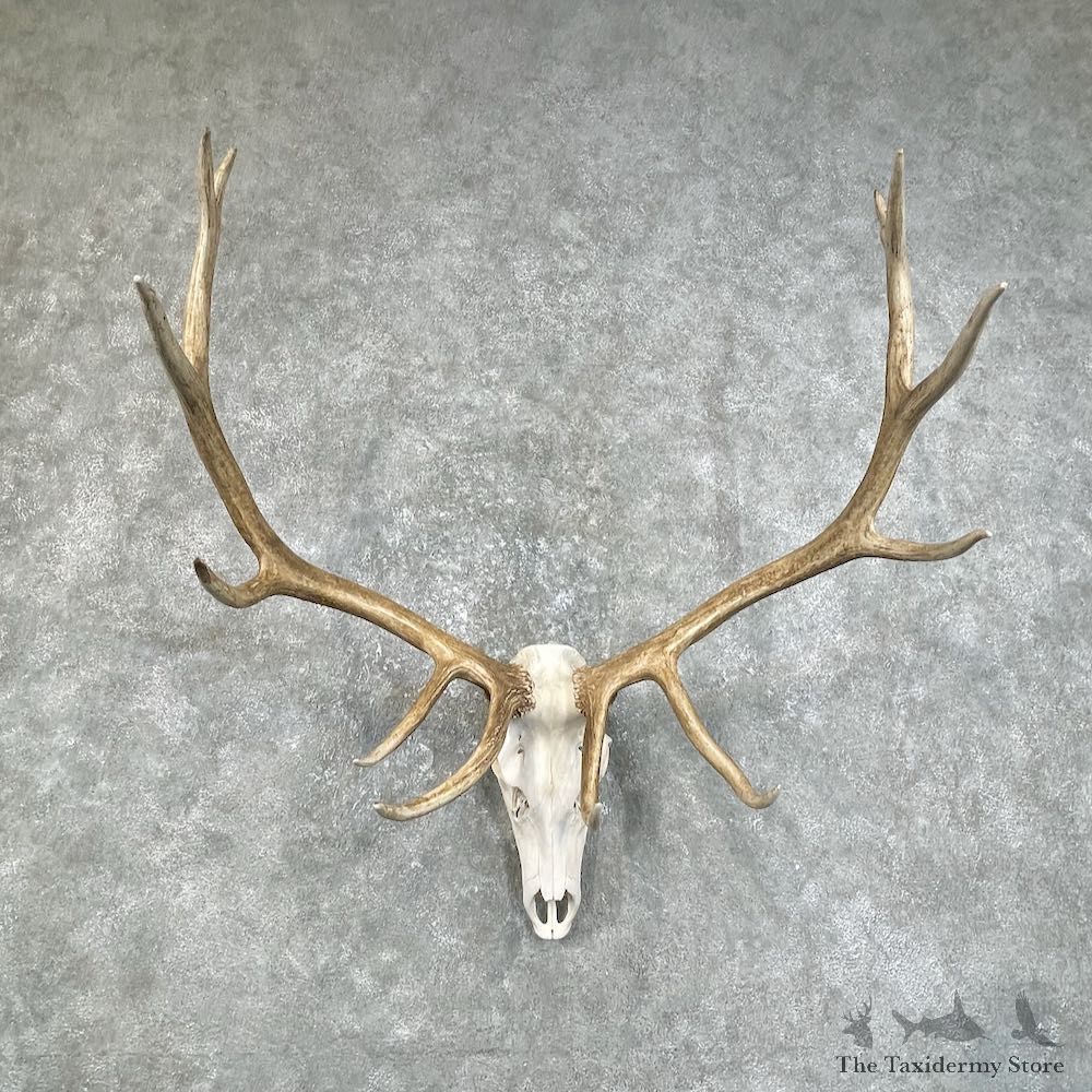 Rocky Mountain Elk Skull European Mount For Sale #25842 @ The Taxidermy Store