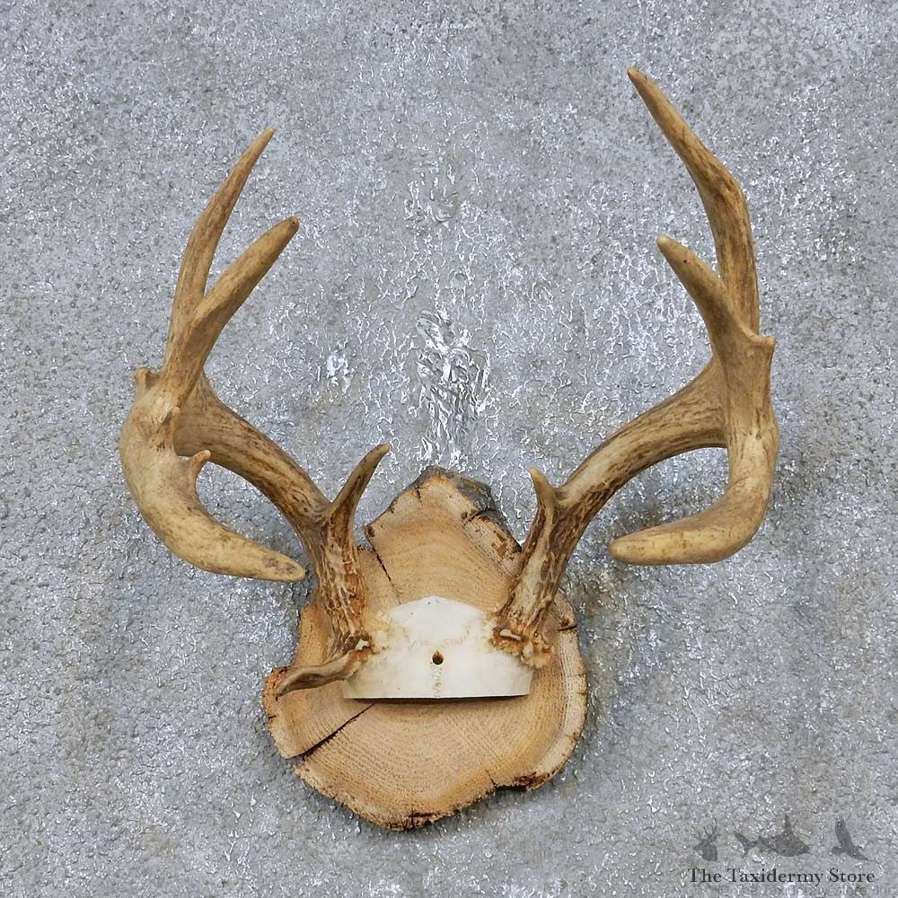 Whitetail Deer Antler Plaque Mount For Sale #14742 @ The Taxidermy Store
