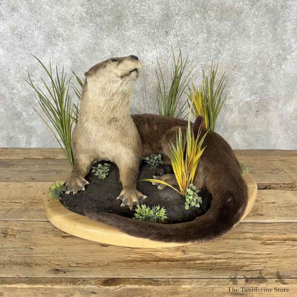 River Otter Life-Size Mount For Sale #30411 @ The Taxidermy Store