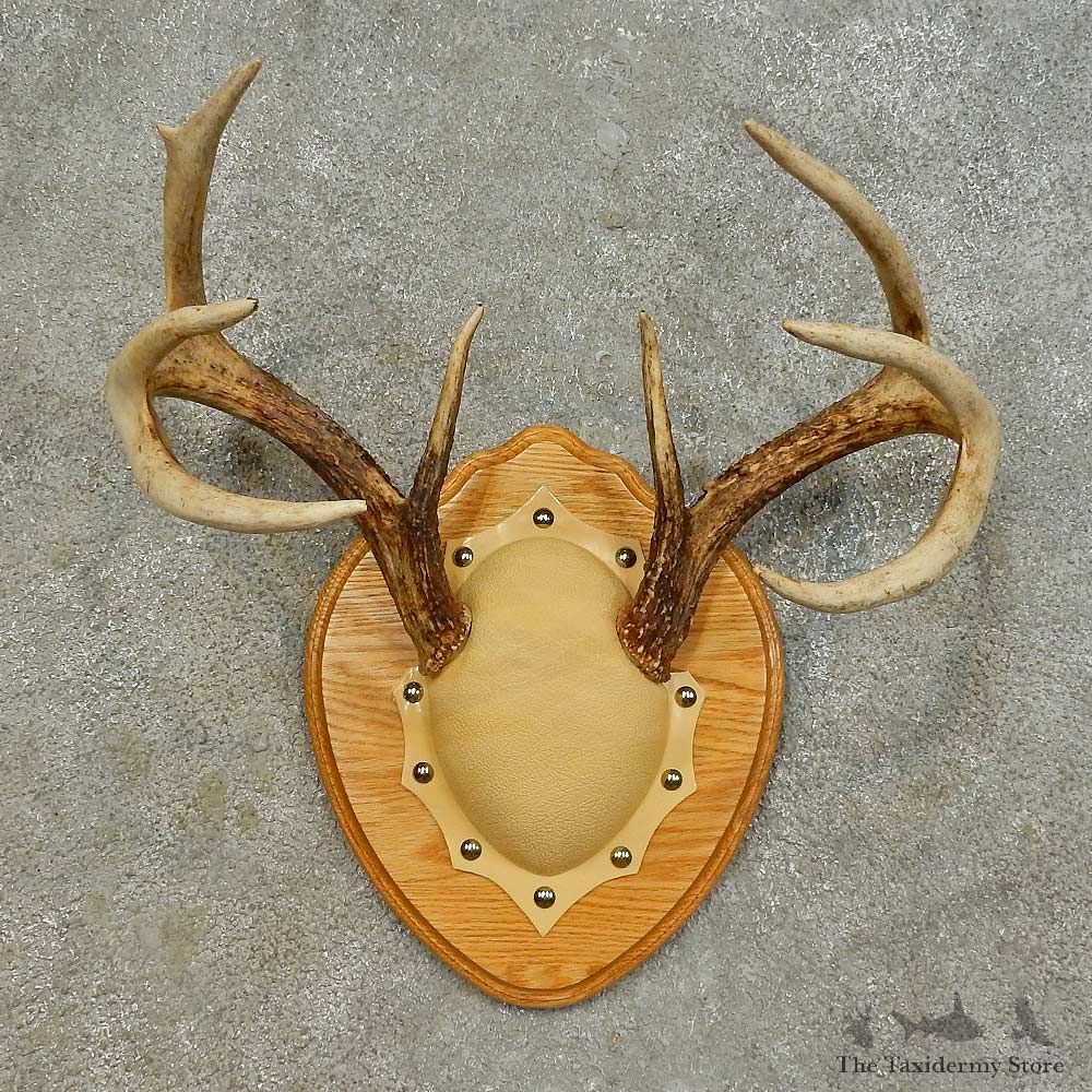 Whitetail Deer Antler Plaque Mount For Sale #16475 @ The Taxidermy Store