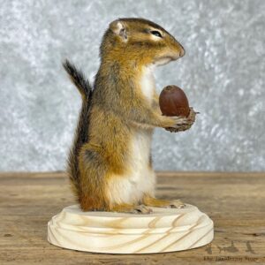 Chipmunk Life-Size Mount For Sale #24084 @ The Taxidermy Store