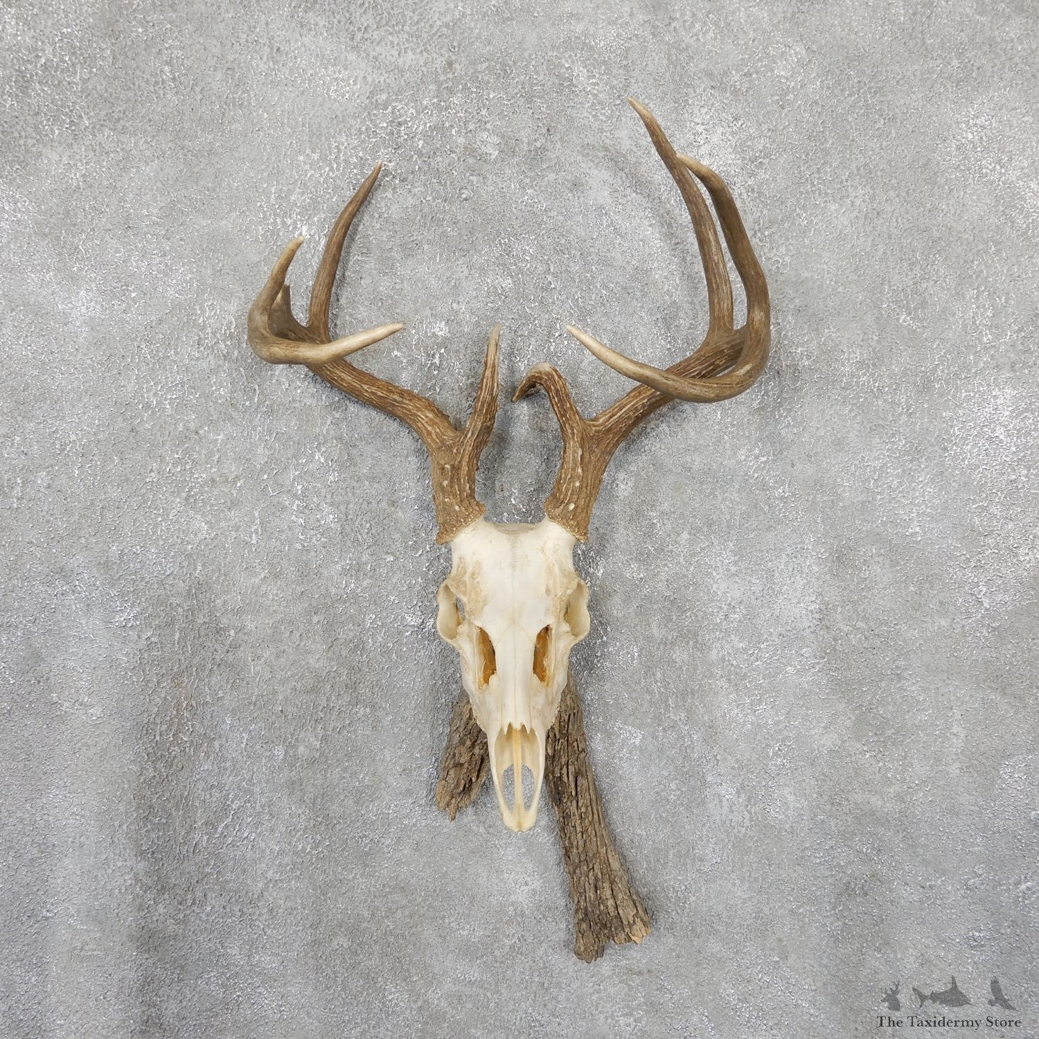 Whitetail Deer Skull European Mount For Sale #19513 @ The Taxidermy Store