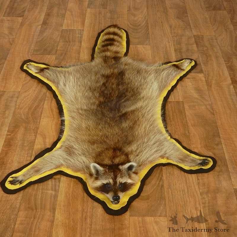 Raccoon Full-Size Rug Mount For Sale #17429 @ The Taxidermy Store