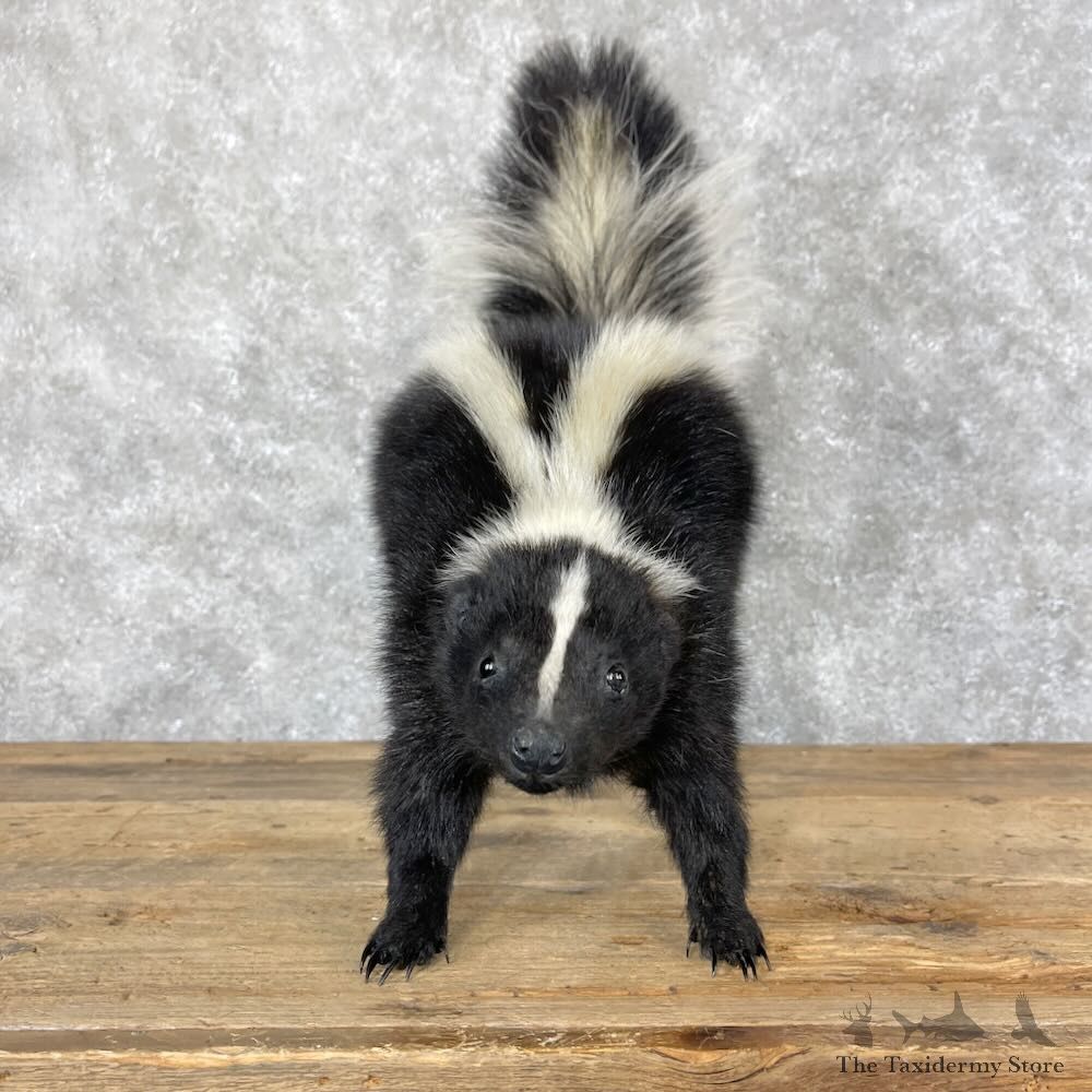 Striped Skunk Life-Size Mount For Sale #28659 @ The Taxidermy Store