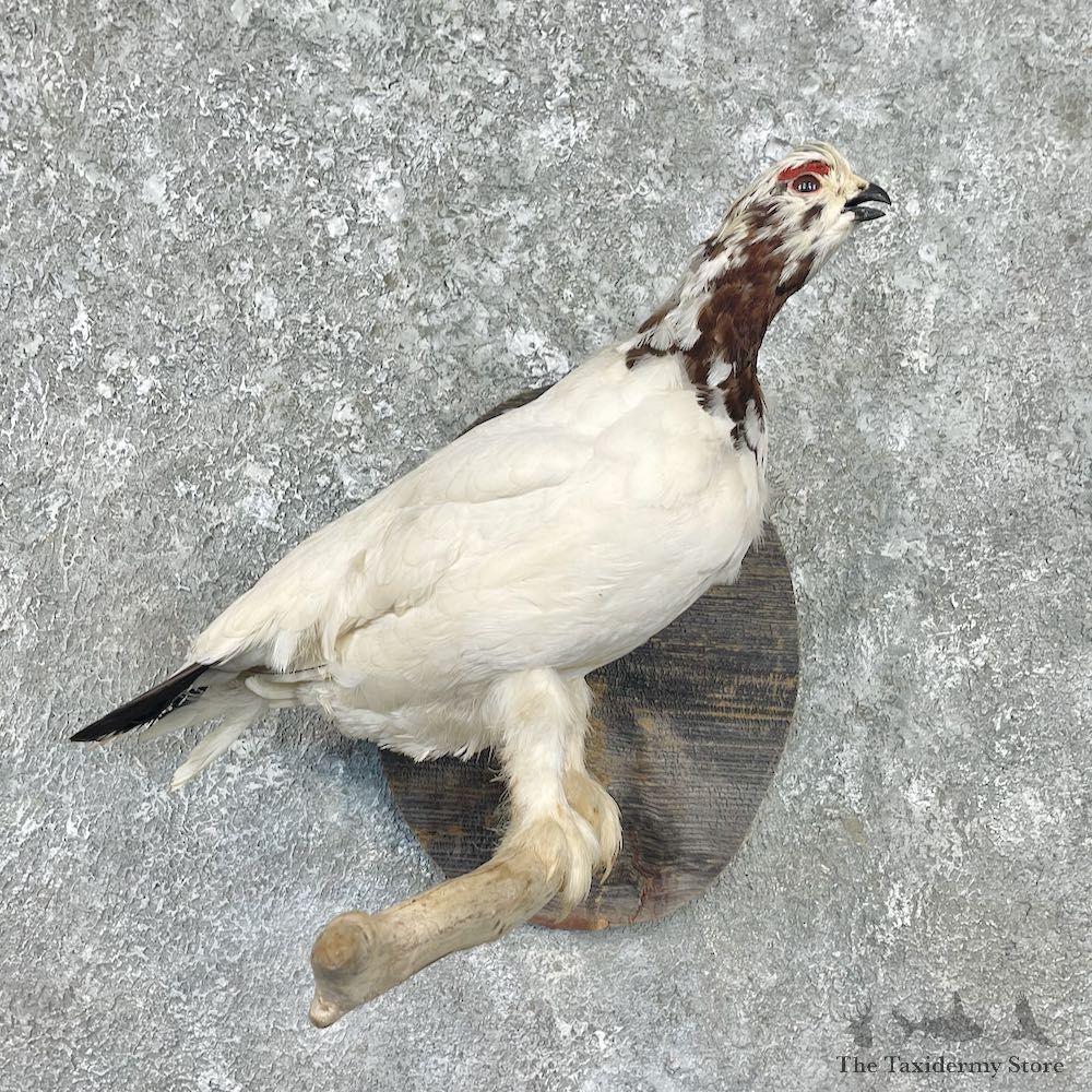 Ptarmigan Mount For Sale #26278 @ The Taxidermy Store