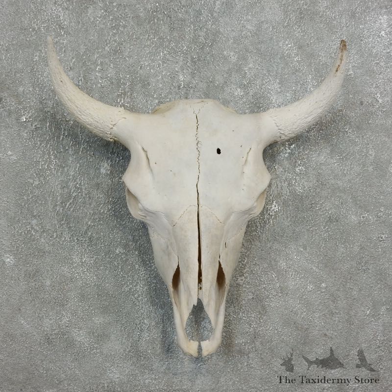 Buffalo Bison Skull Mount For Sale #17693 @ The Taxidermy Store