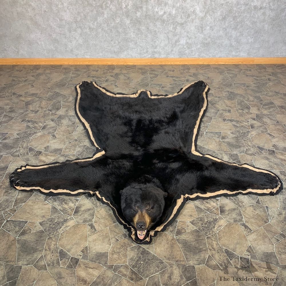 Black Bear Full-Size Rug For Sale #22693 @ The Taxidermy Store