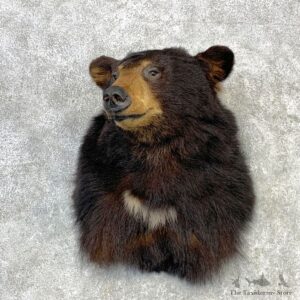 Black Bear Shoulder Mount For Sale #23092 @ The Taxidermy Store