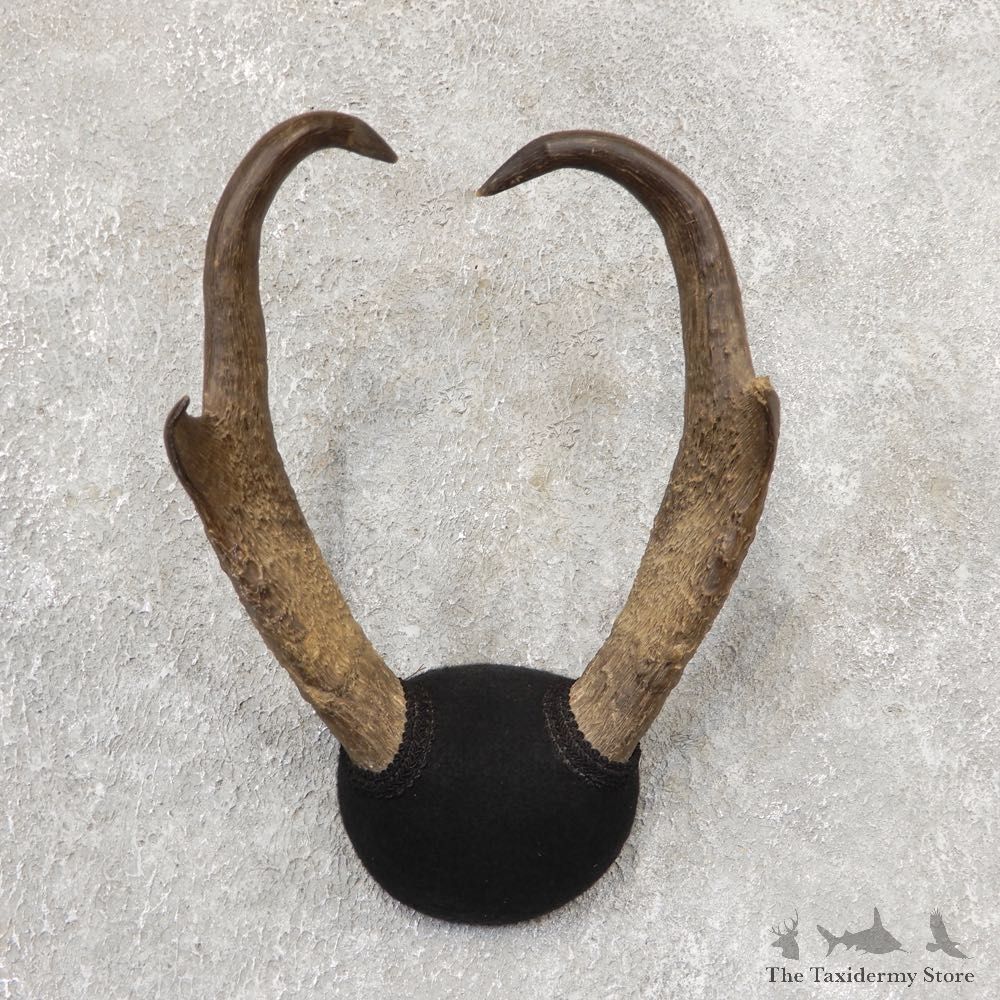 Pronghorn Taxidermy Horn Mount #19030 For Sale @ The Taxidermy Store