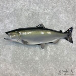 King Salmon Fish Mount For Sale #23278 @ The Taxidermy Store