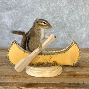 Canoe Chipmunk Novelty Mount For Sale #23246 @ The Taxidermy Store