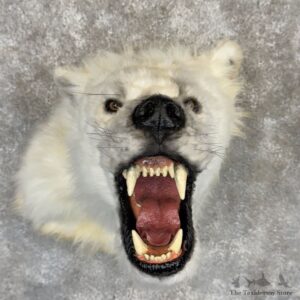 Reproduction Arctic Wolf Shoulder Mount For Sale #30253 @ The Taxidermy Store