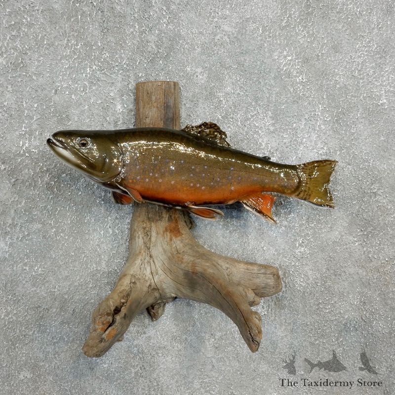 Brook Trout Fish Mount For Sale #17803 @ The Taxidermy Store