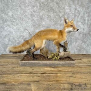 Red Fox Life Size Mount For Sale #32275 @ The Taxidermy Store